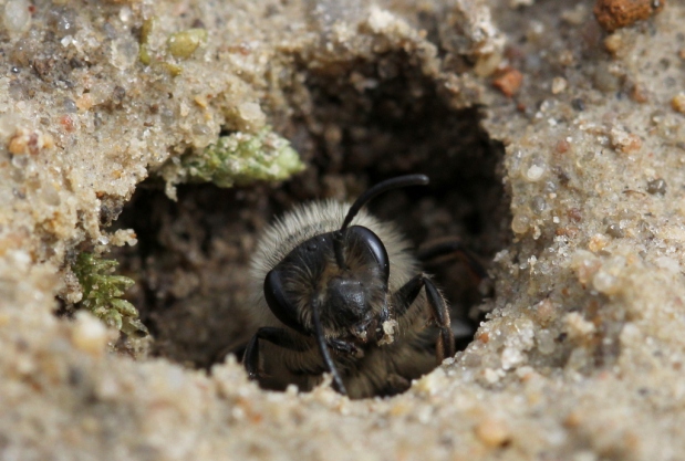 Colletes cunicularis, a mining bee