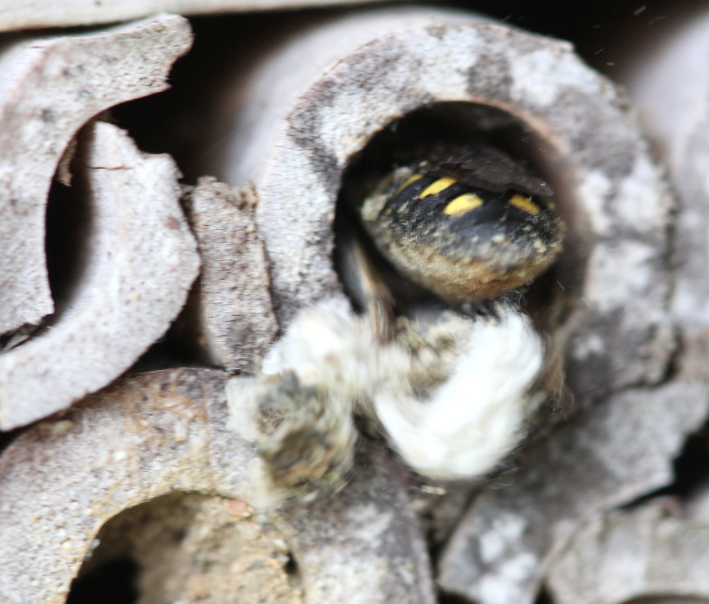 Anthidium at nest